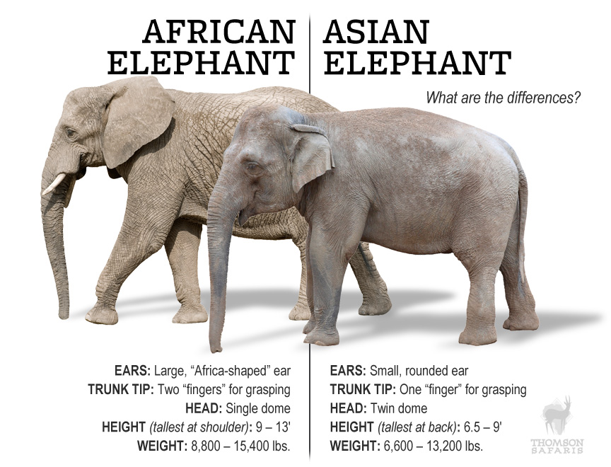difference between african and asian elephants