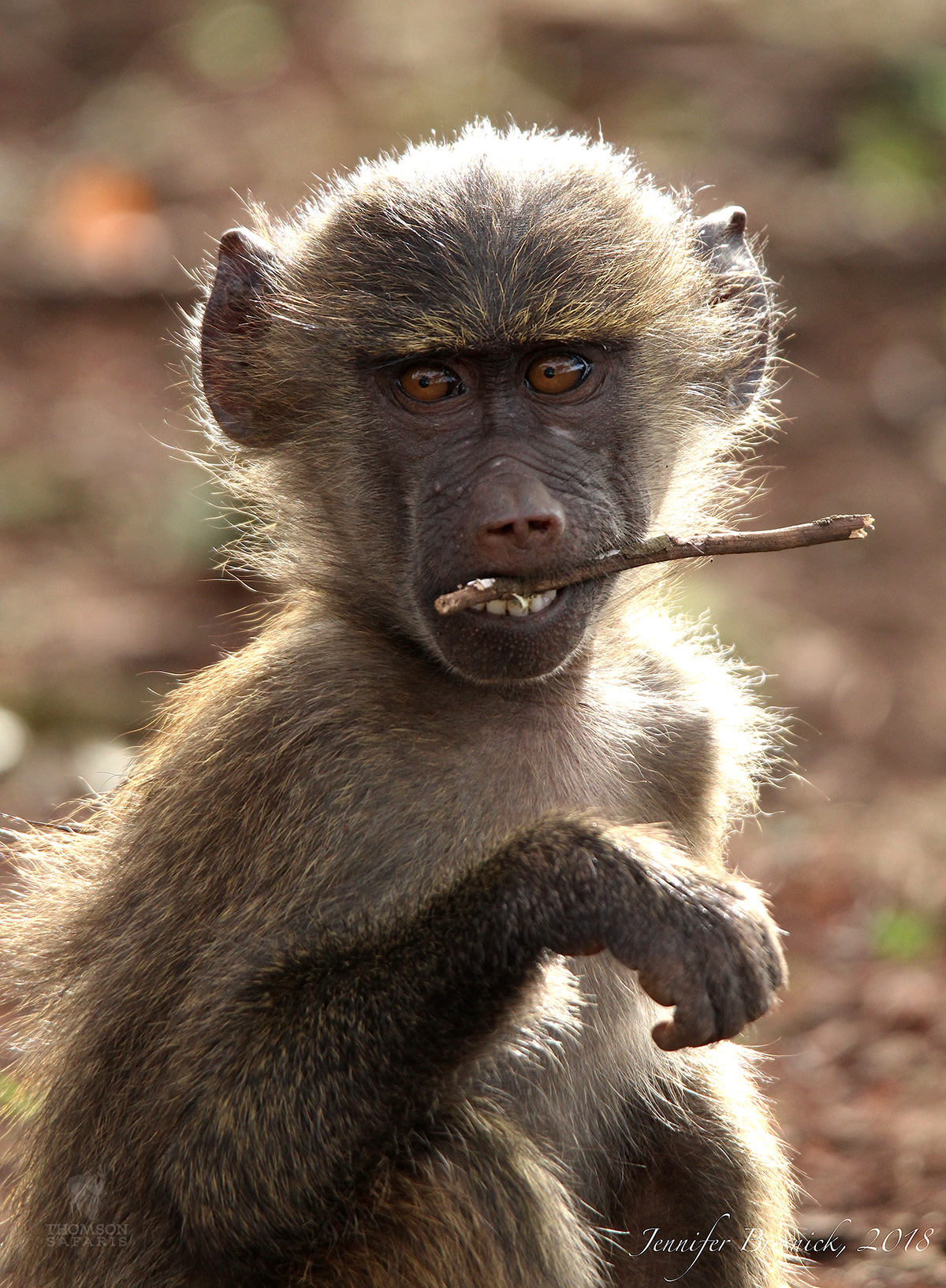 baboon baby in tarangire tanzania