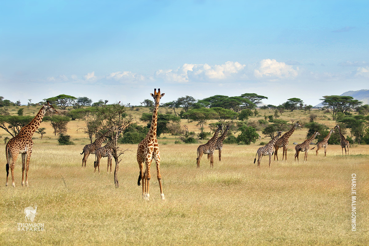 giraffe herd in serengeti tanzania