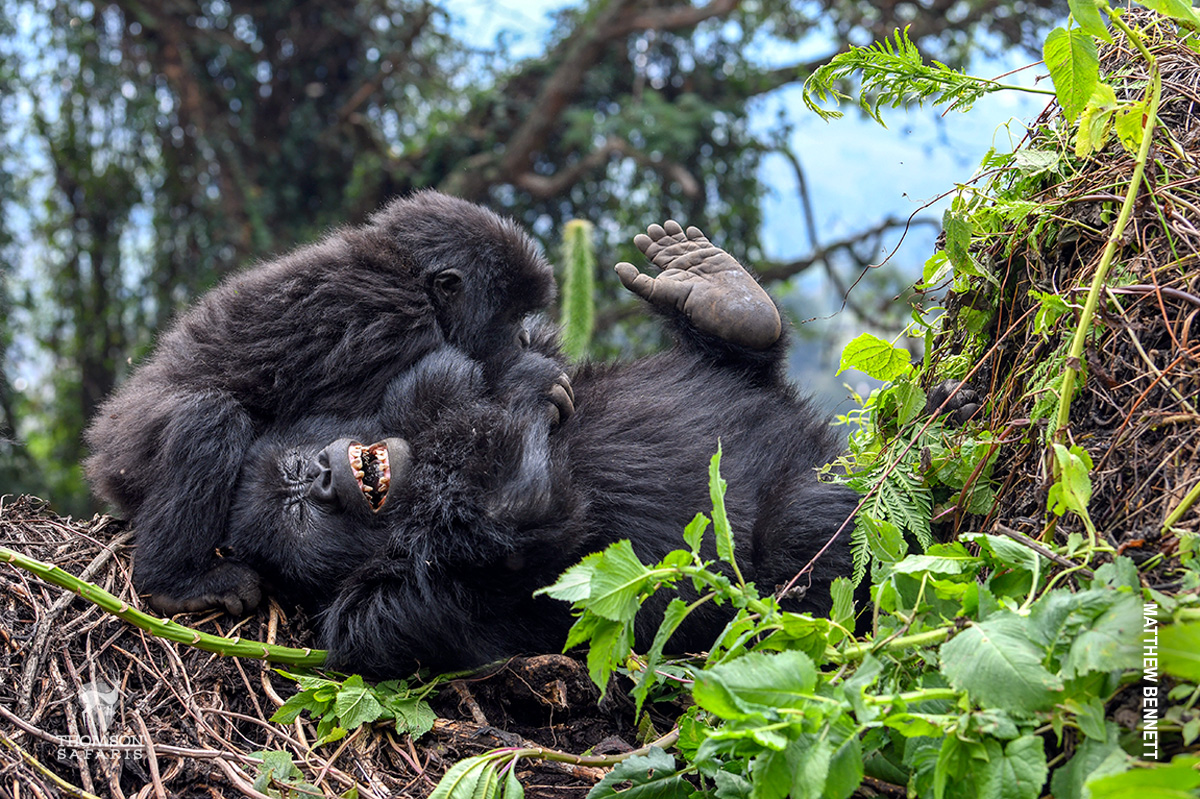 happy gorilla in rwanda 
