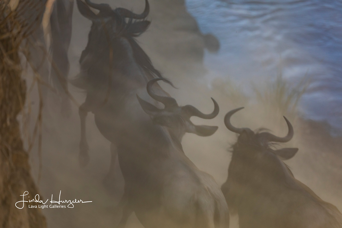 wildebeest kick up dust near mara river
