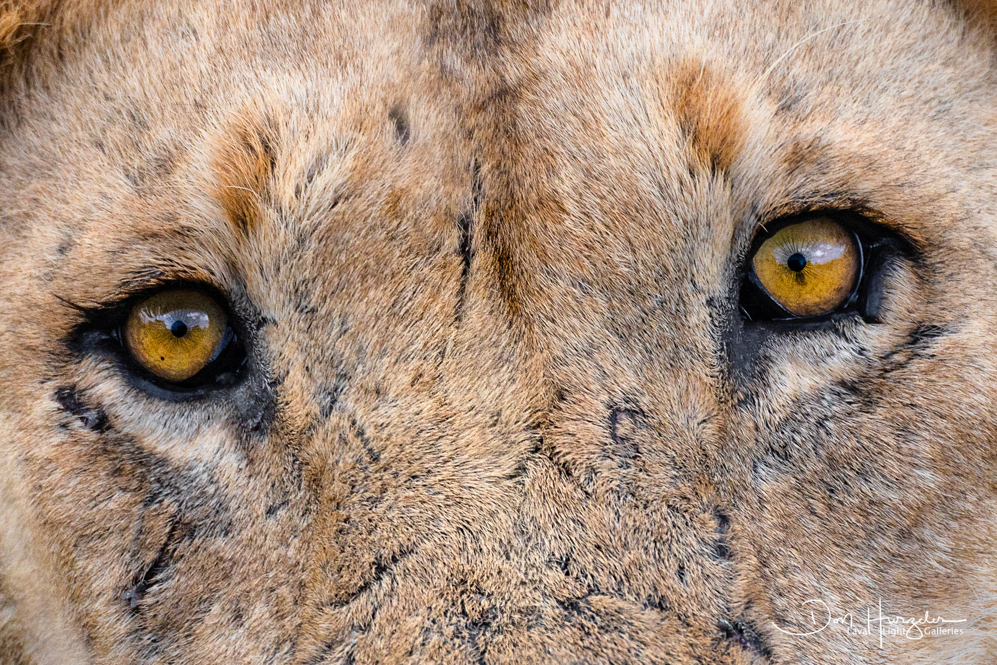closeup of a lion