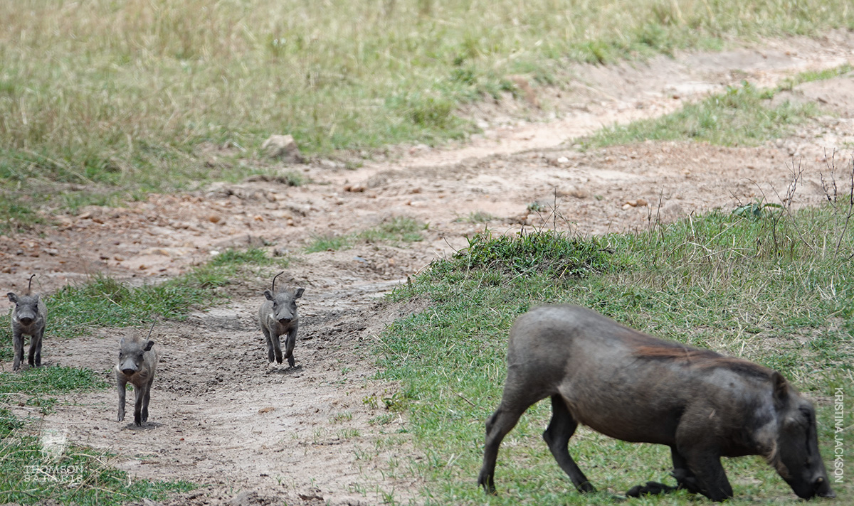 warthog babies with mother