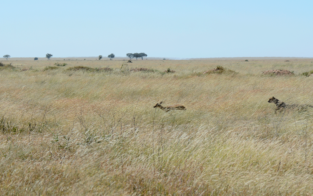 cheetah chase gif in serengeti