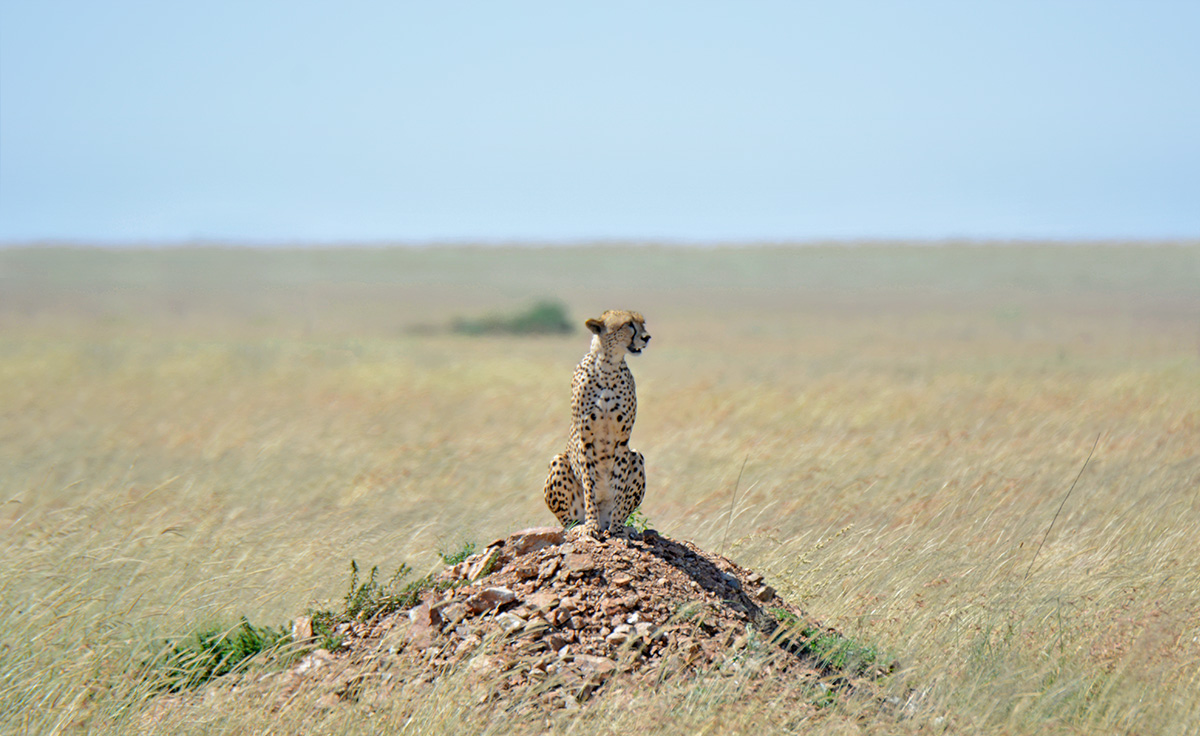 cheetah on mound in tanzania