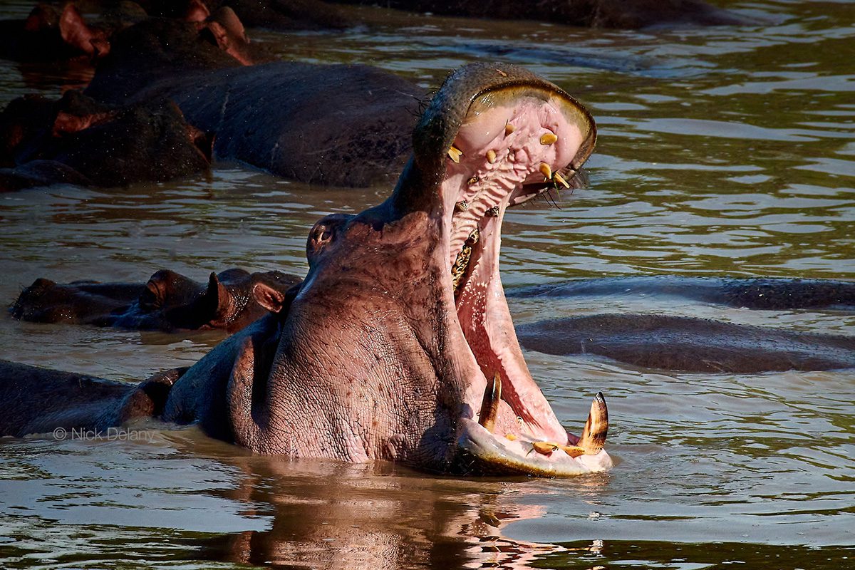 hippo yawn in serengeti