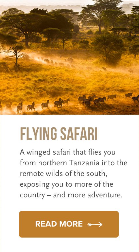 fly to southern tanzania safari parks