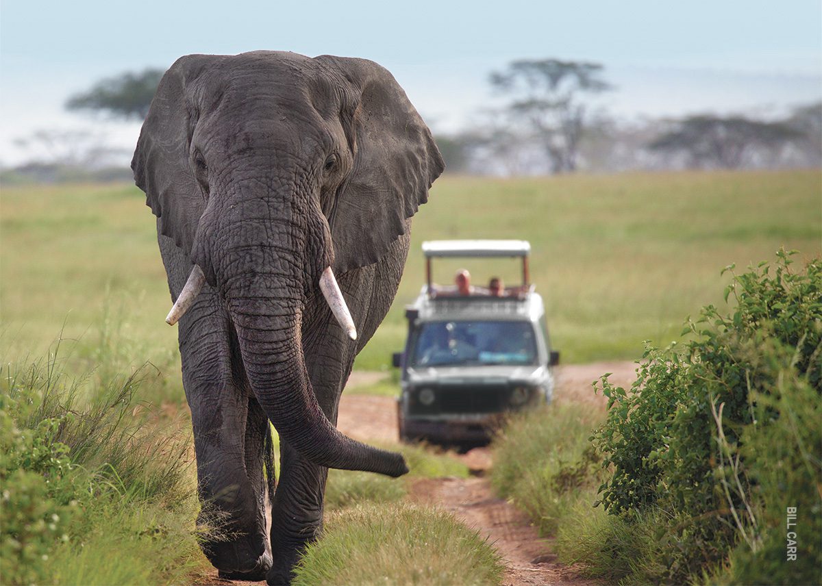 elephant on safari in tanzania