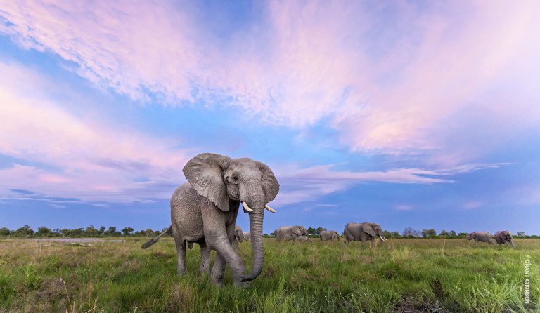 elephants at sunrise