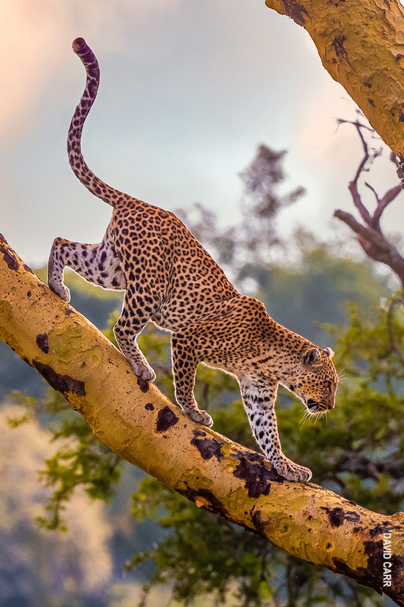 leopard in tree photo from tanzania safari