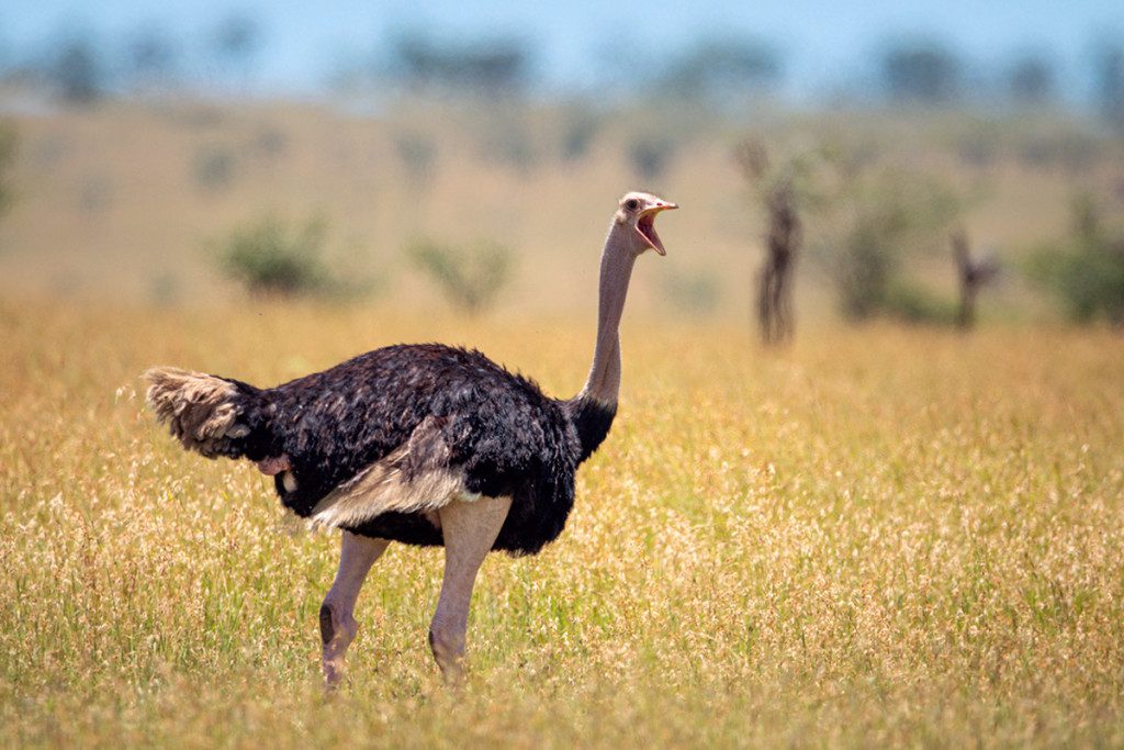 ostrich in tarangire