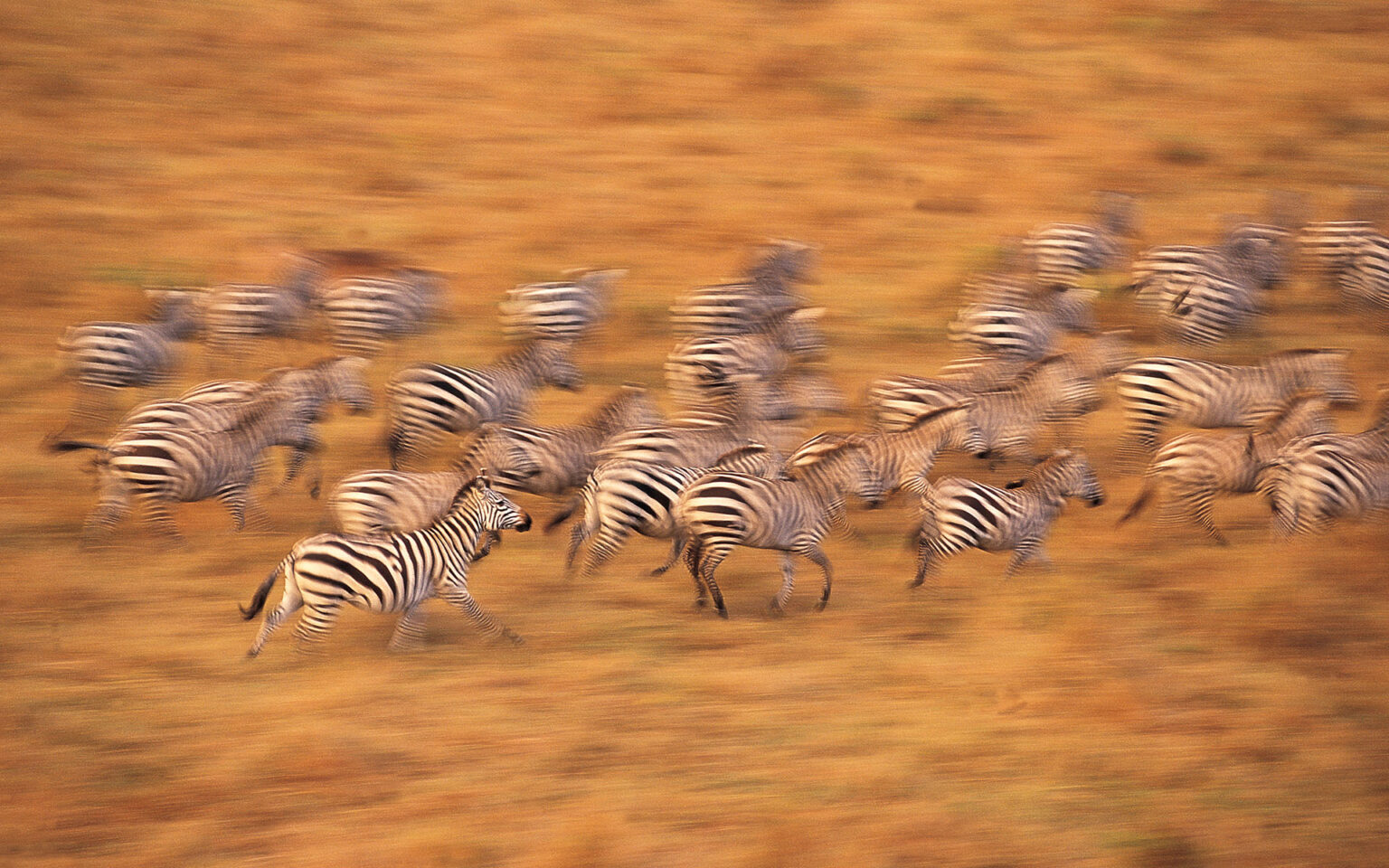 About Thomson Archives Thomson Safaris