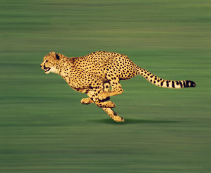 flexible spine allows cheetah to run faster