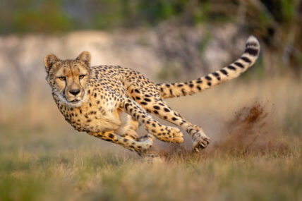 cheetah hunting at high speed