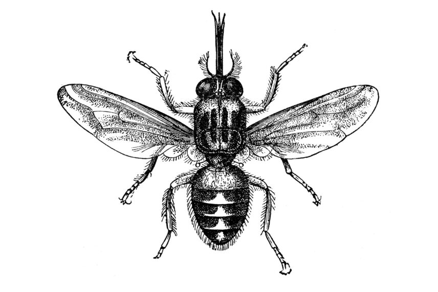 drawing of a tsetse fly