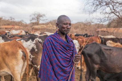 maasai elder with cattle