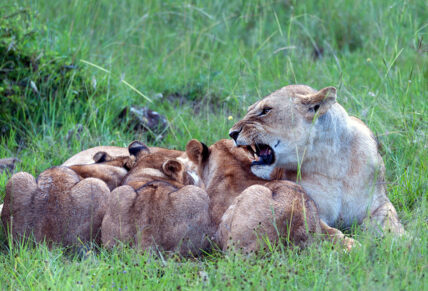 feeding her cubs