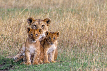 lioness protecting her cubs in serengeti