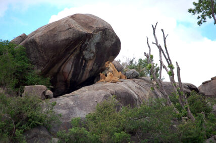 lioness hides her cubs in kopje