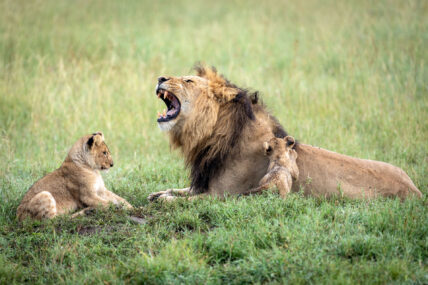 male lion roars at cub