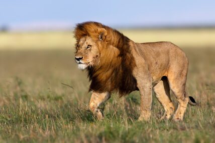 black maned male lion in tanzania