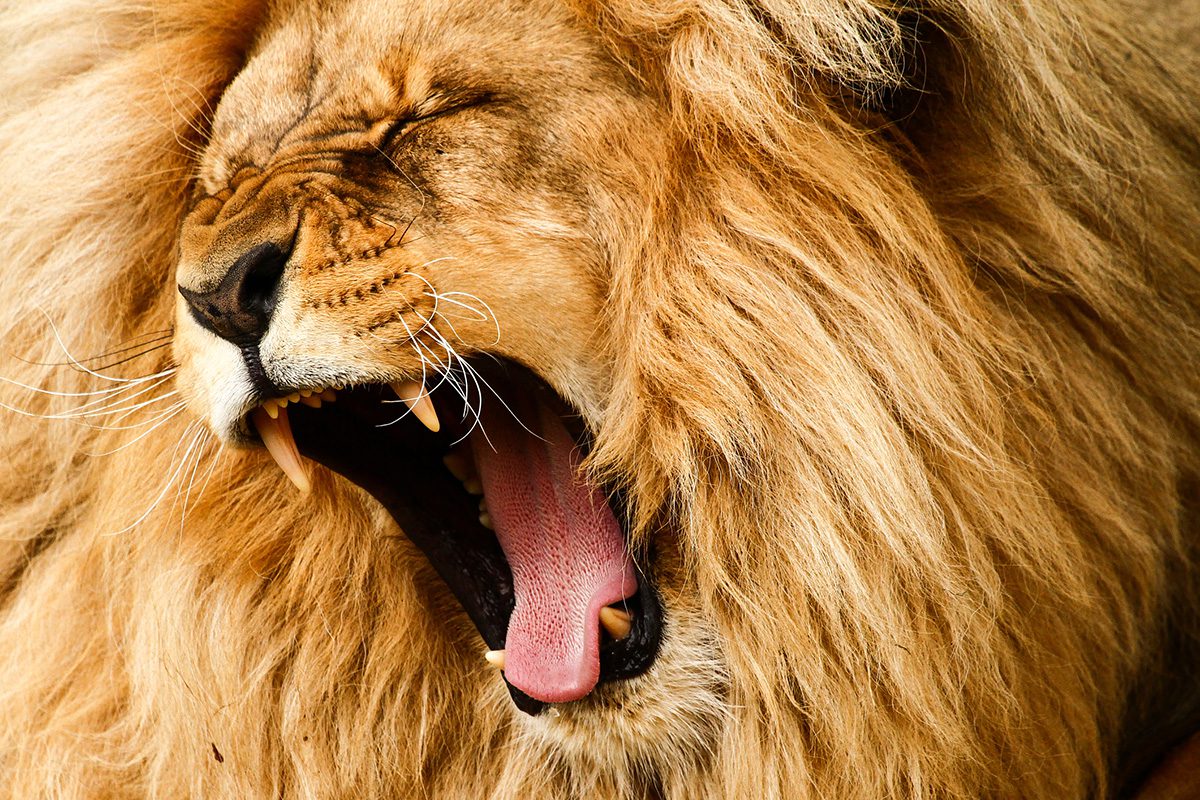 close up on male lion roar