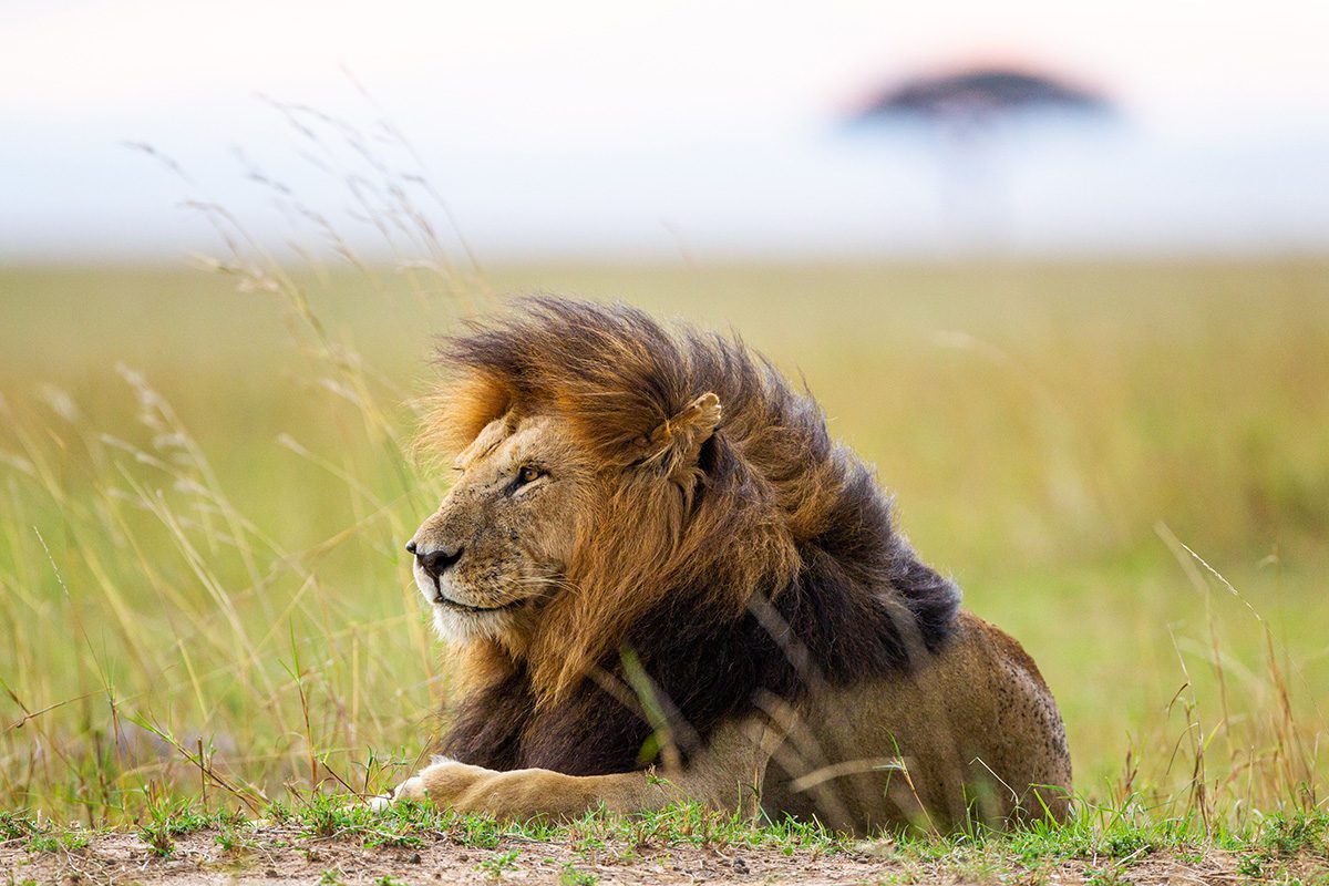 male lion in serengeti