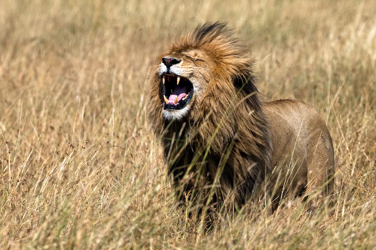 male lion roaring