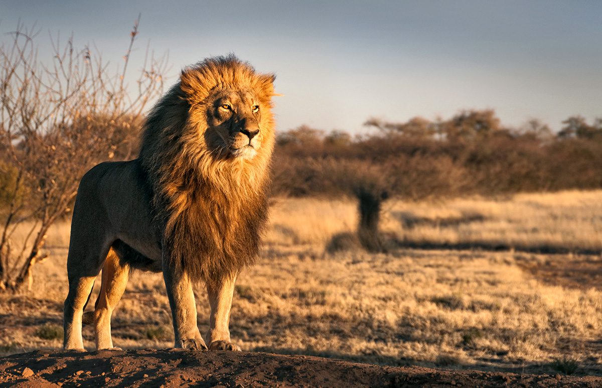 male lion with full mane