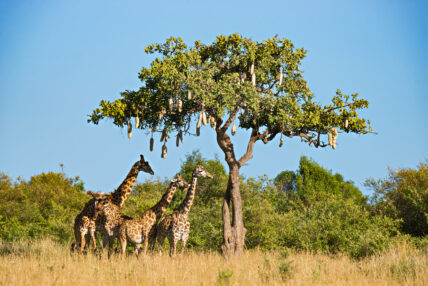 giraffes under kigelia tree in serengeti