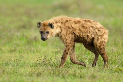 hyena walking through serengeti