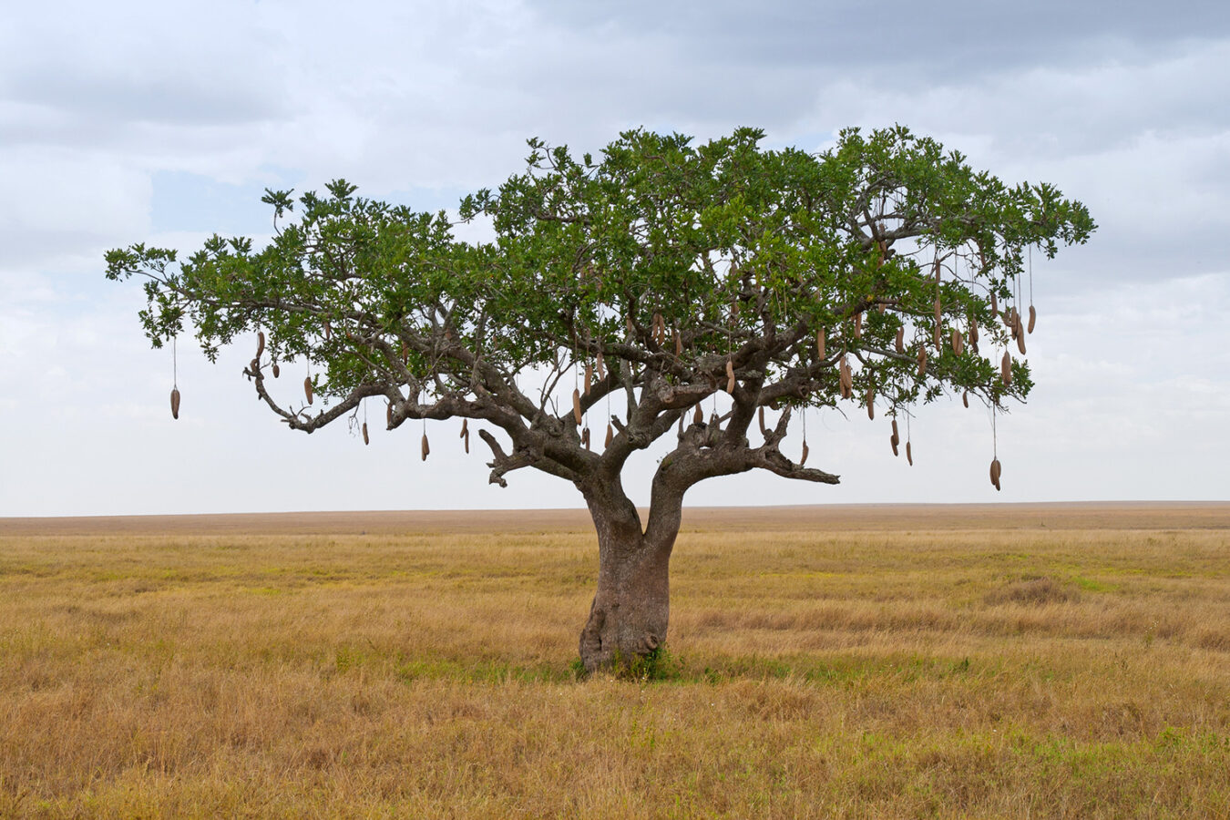 Traditional Uses of the Kigelia Tree | Thomson Safaris