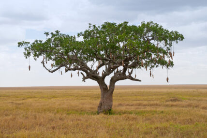 kigelia tree or sausage tree in serengeti tanzania