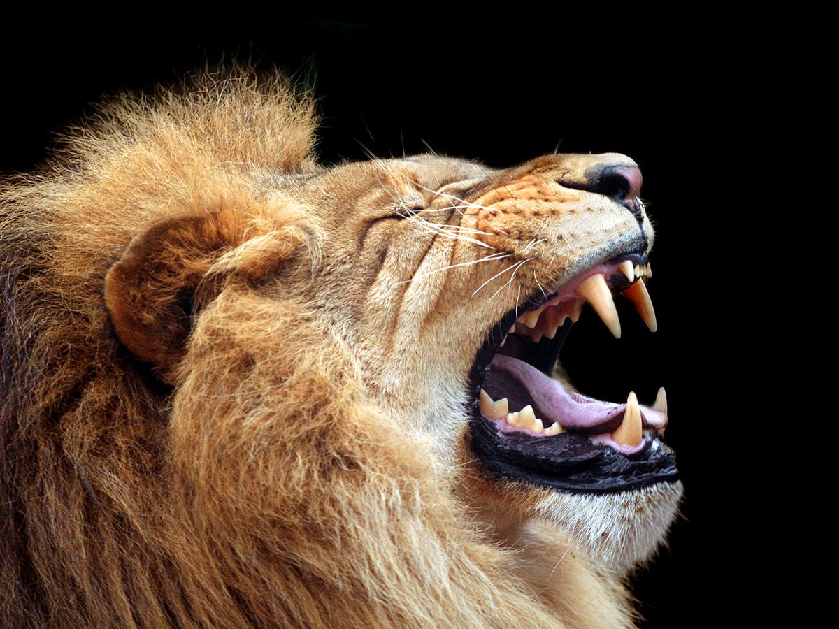 Deadliest Bites in Animal Kingdom | Thomson Safaris