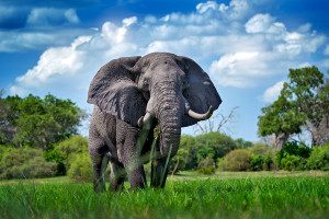 large tusker elephant