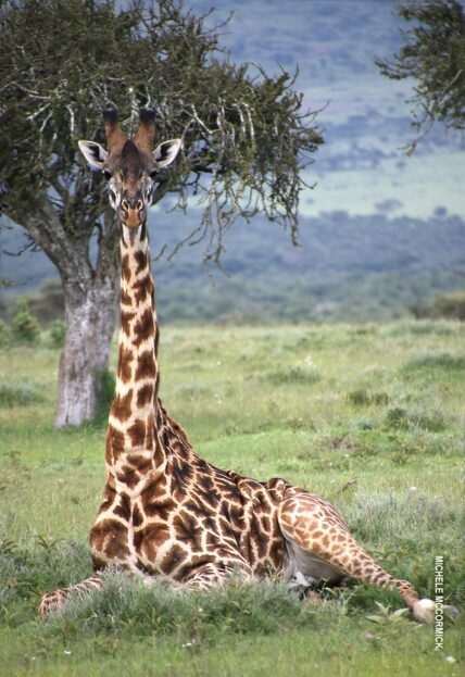 giraffe laying down in grass in tanzania