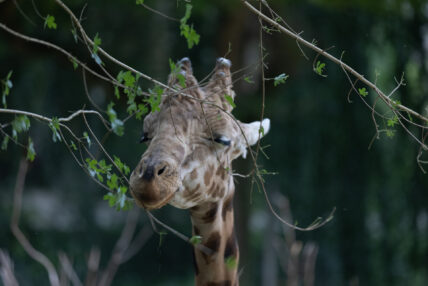 sleepy giraffe in acacia leaves