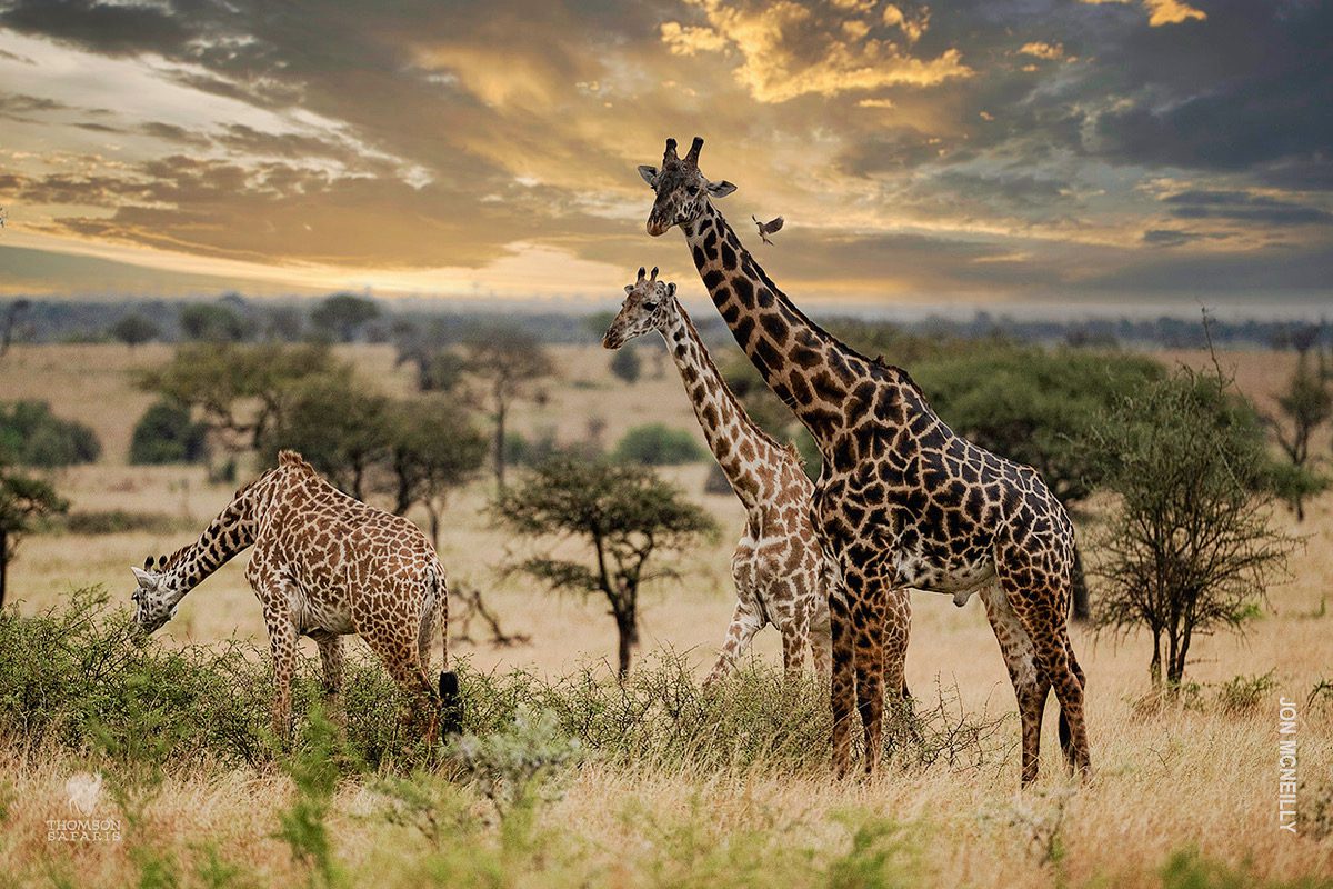 giraffes in eastern serengeti 