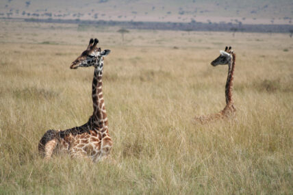 giraffes sleeping in serengeti