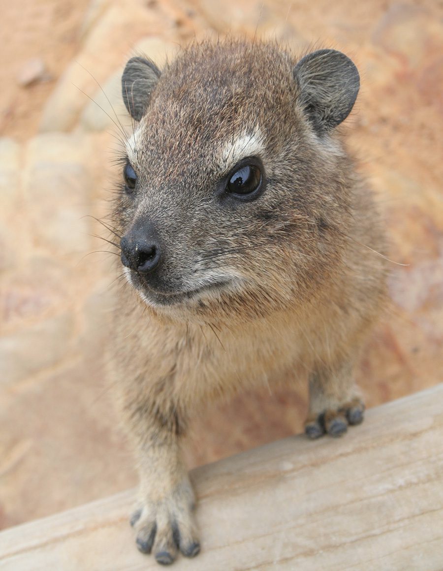 foot and toes of hyrax