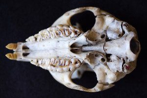 hyrax skull showing tusk like teeth