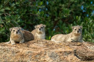 three rock hyrax on kopje in serengeti