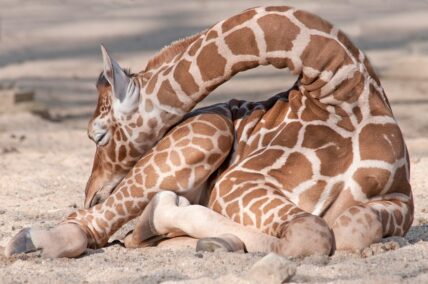 giraffe sleeping in serengeti tanzania