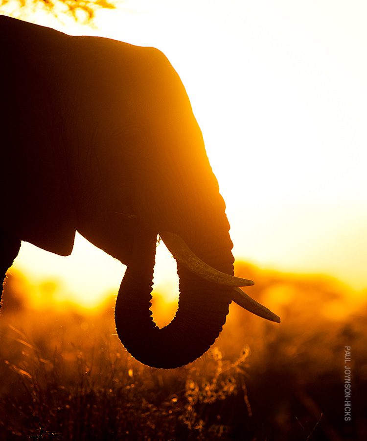 elephant in serengeti photo by paul joynson-hicks