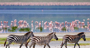 zebras and flamingos in ngorongoro crater tanzania
