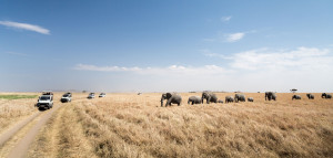 elephant herd and thomson land rovers in serengeti