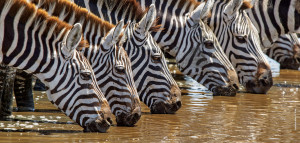 zebras drink from river in serengeti tanzania