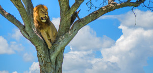 lion in tree in tanzania