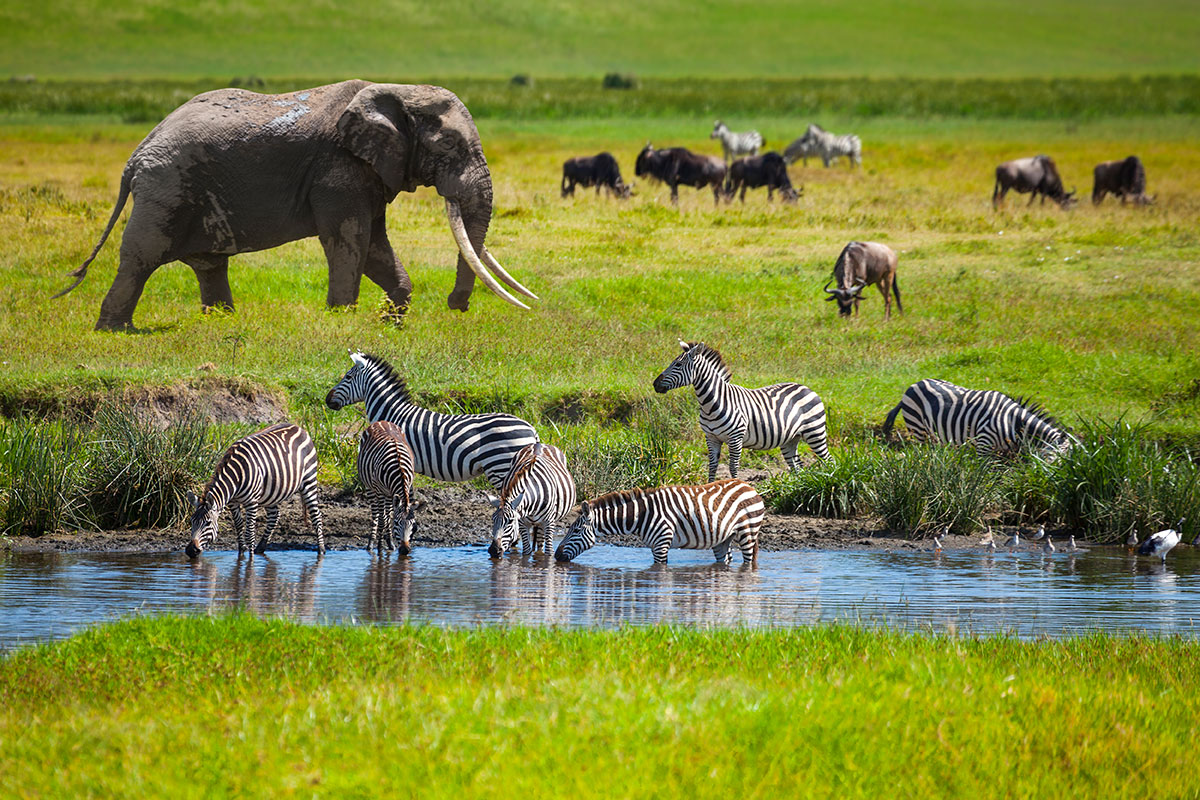 wildlife in ngorongoro crater