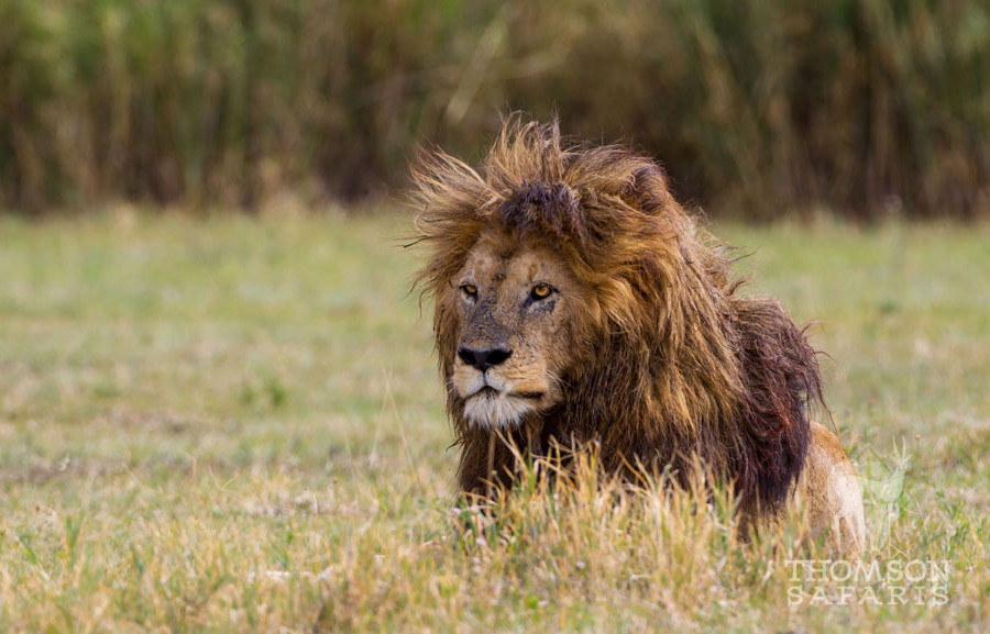 the-mane-event-the-purpose-of-lion-manes-thomson-safaris